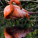 Fenicottero Rosso