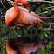 Fenicottero Rosso