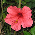 Red Hibiscus