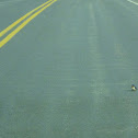 Barn swallows
