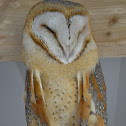 Barn Owl