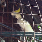 Sulphur crested cockatoo