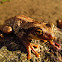 Pepper Treefrog