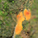 Fungi
