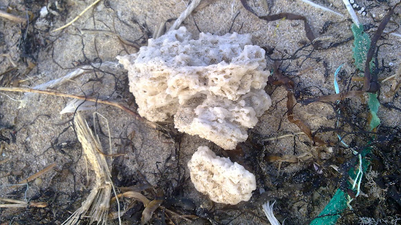 Spotting Image 1