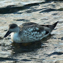 Patagonian Crested Duck