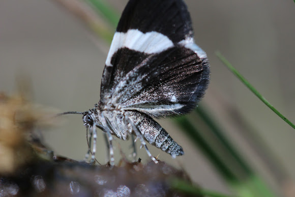 Spotting Image 1