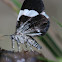 White-striped Black Moth