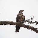 Immature Bald Eagle