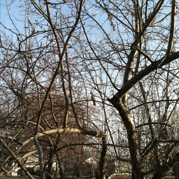 Spotting Image 1