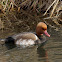 Red-crested Pochard
