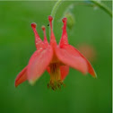 Columbine
