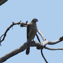 Cooper's Hawk