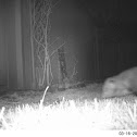 Virginia Opossum
