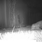 Virginia Opossum
