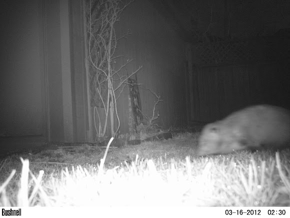 Spotting Image 1