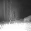 Virginia Opossum
