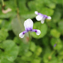 Native Violet