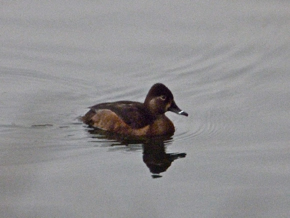 Spotting Image 1
