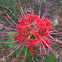 Red Spider Lily