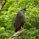Common Black Hawk