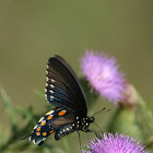Pipevine or Black Swallowtail?