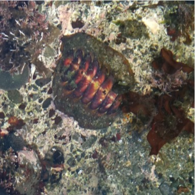 Spotting Image 1