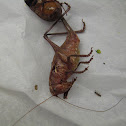 Shield-backed Katydid