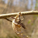 Spined Assassin Bug