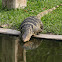 Monitor Lizard