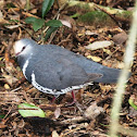 Wonga Pigeon
