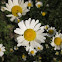 Ox-eye daisy