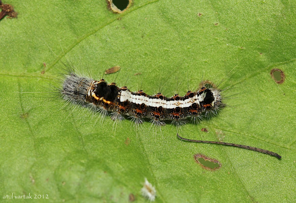 Spotting Image 1