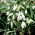 common snowdrop / gewoon sneeuwklokje
