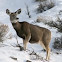 Mule Deer