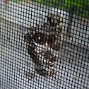 American Painted Lady