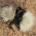 White Velvet Ant