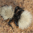 White Velvet Ant
