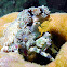 Corallimorph Decorator Crab