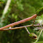Pink geometrid caterpillar