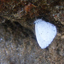 silvery blue butterfly
