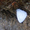 silvery blue butterfly