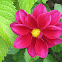 Dahlia