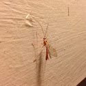 Ichneumon wasp
