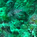 Lion Fish