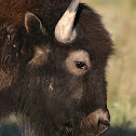 American Bison