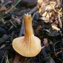 Chanterelle sp.