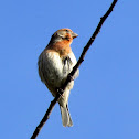 House Finch