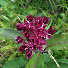 Purple Milkweed