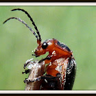 Leather-winged Beetle